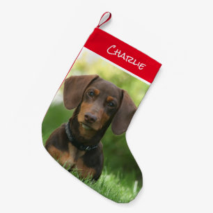 Dachshund Sitting in Grass Small Christmas Stocking