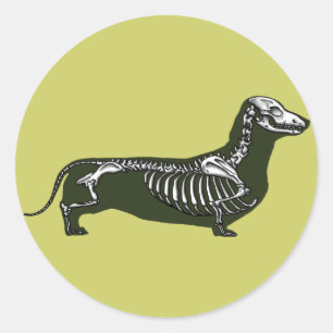 dachshund skeleton classic round sticker