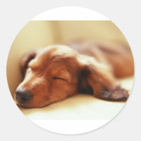 Dachshund sleeping