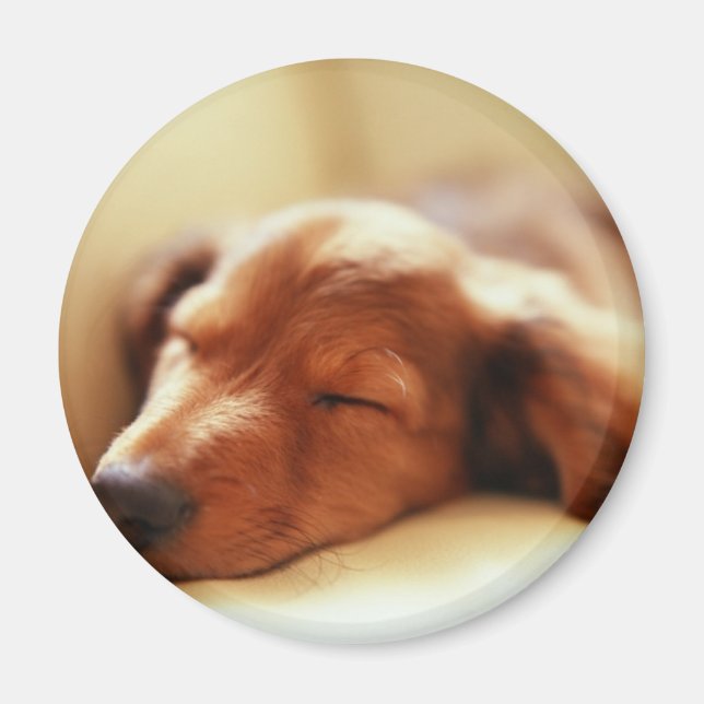 Dachshund sleeping magnet (Front)