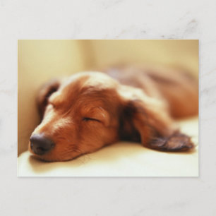Dachshund sleeping postcard