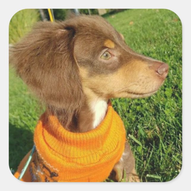 Dachshund Stickers (Front)