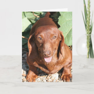 Dachshund Thinking or You Card