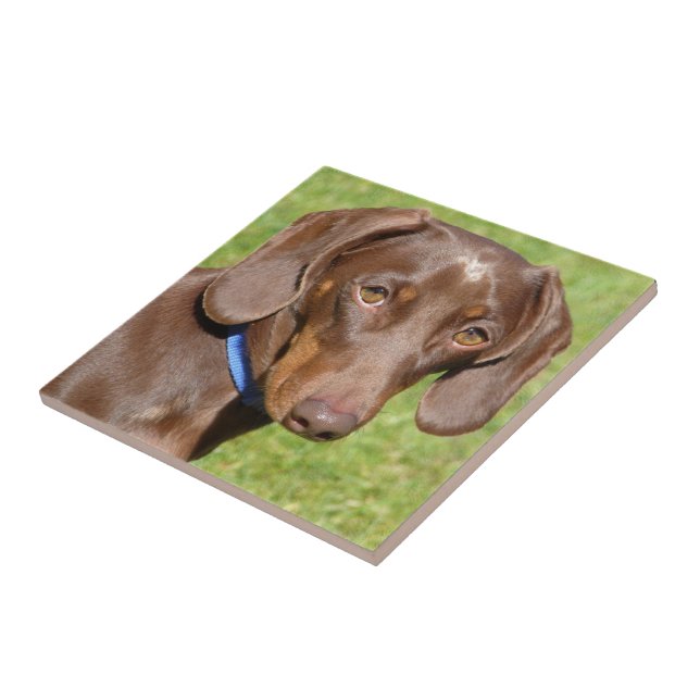 Dachshund  tile (Side)
