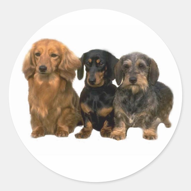 Dachshund Trio Sticker (Front)