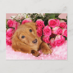 Dachshund Valentine Holiday Postcard