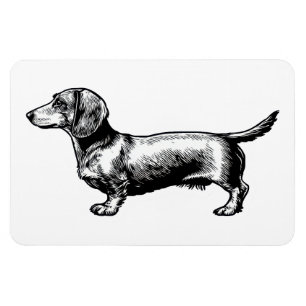 Dachshund Vintage Engraving Illustration Magnet