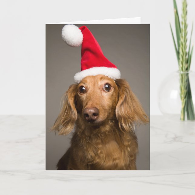 Dachshund Wearing Christmas Santa Hat Holiday Card (Front)