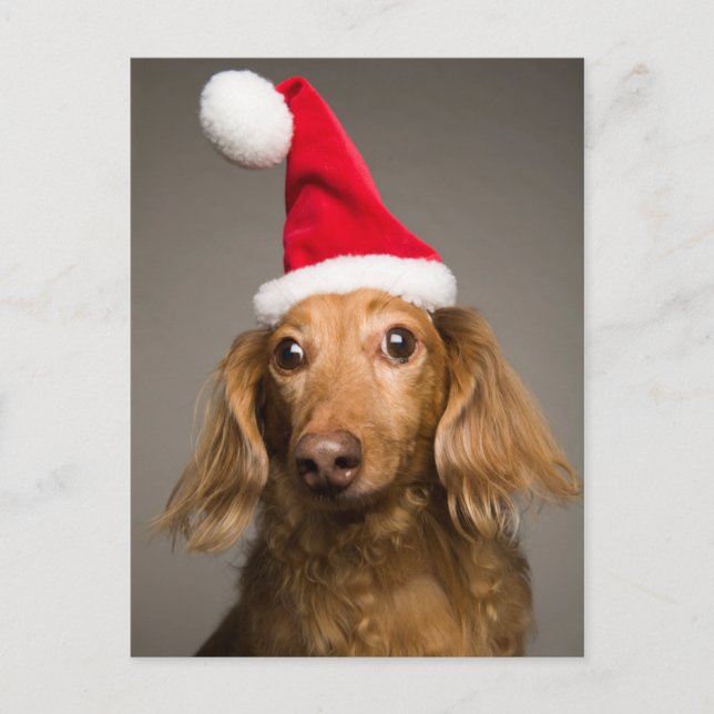 Dachshund Wearing Christmas Santa Hat Holiday Postcard (Front)