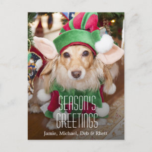 Dachshund wearing santa elf costume holiday postcard