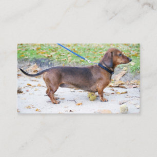 dachshund wild boar full business card