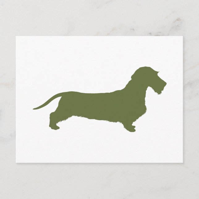 Dachshund Wirehaired Postcard (Front)