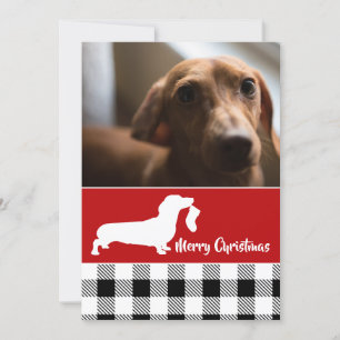 Dachshund with Stocking Holiday Photo