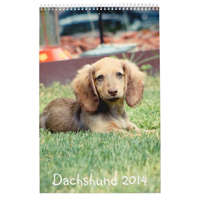 Dachshunds 2014 calendar (Cover)