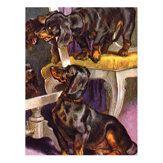 Dachshunds looking in mirror Vintage Art Gifts Postcard