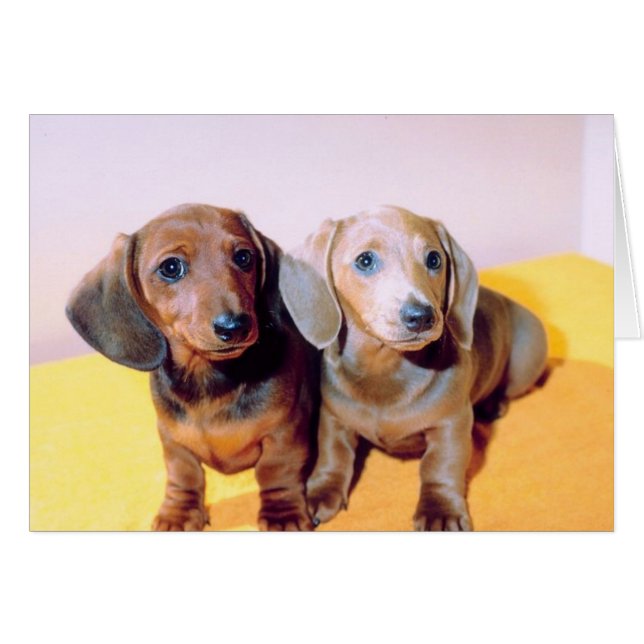 Dachsund Puppies (Front Horizontal)
