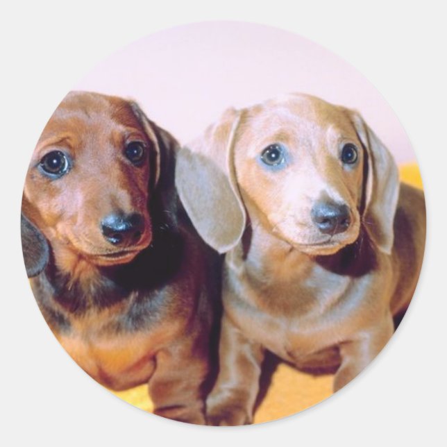Dachsund Puppies Classic Round Sticker (Front)