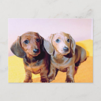 Dachsund Puppies Postcard