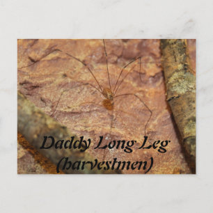 Daddy Long Leg (Harvestmen) Spider Postcard