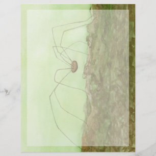 Daddy Long Legs