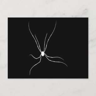 Daddy Longlegs Spider Postcard