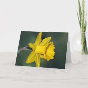Daffodil and its meaning holiday card