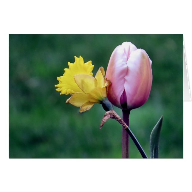 Daffodil and Tulip (Front Horizontal)