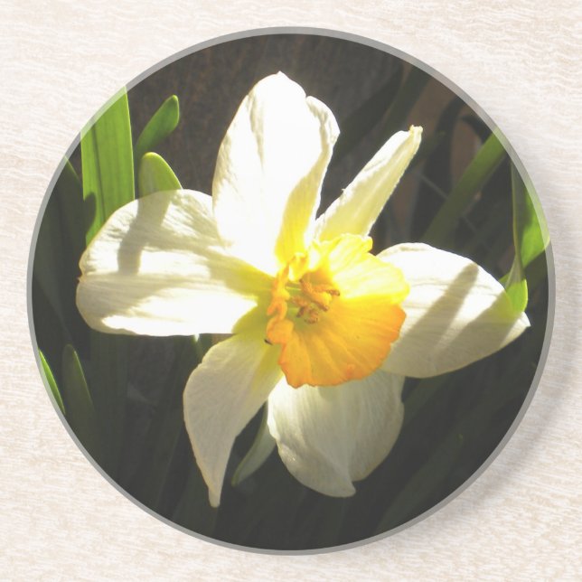 Daffodil at Daybreak Coaster (Front)