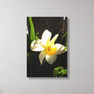 Daffodil At Daybreak Print on Wrapped Canvas