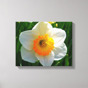 Daffodil at the Littlefield Garden in Orono, Maine Canvas Print