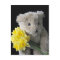 daffodil bear