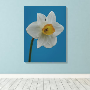 Daffodil Canvas Print