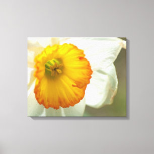 Daffodil Canvas Print