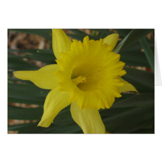 Daffodil Card