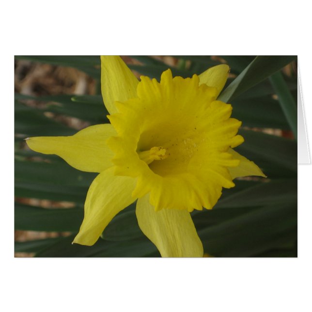 Daffodil Card (Front Horizontal)