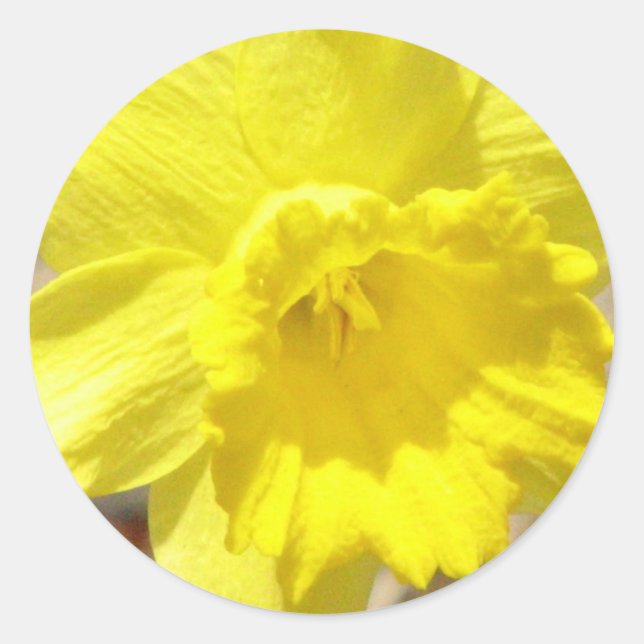 Daffodil Classic Sticker (Front)
