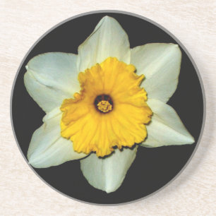 Daffodil Close-up Coaster