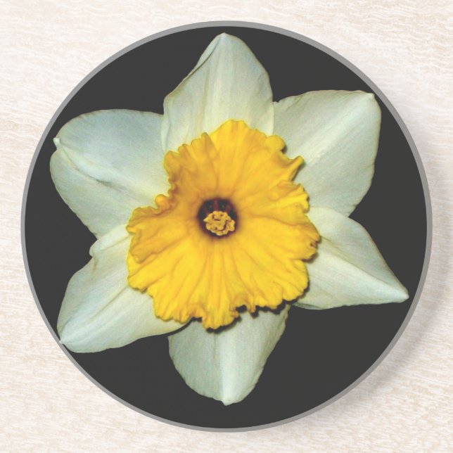 Daffodil Close-up Coaster (Front)