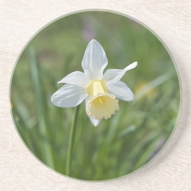 Daffodil Coaster (Front)