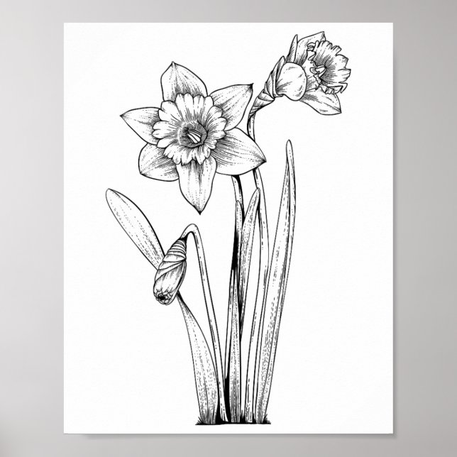 Daffodil Daffodils Flowers Floral Spring Easter  Poster (Front)