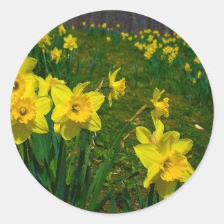 Daffodil Delight Classic Round Sticker