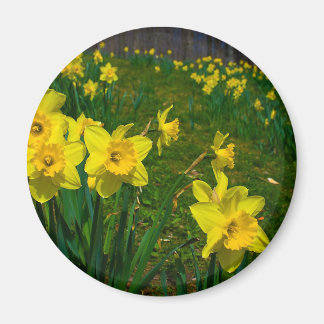 Daffodil Delight Magnet