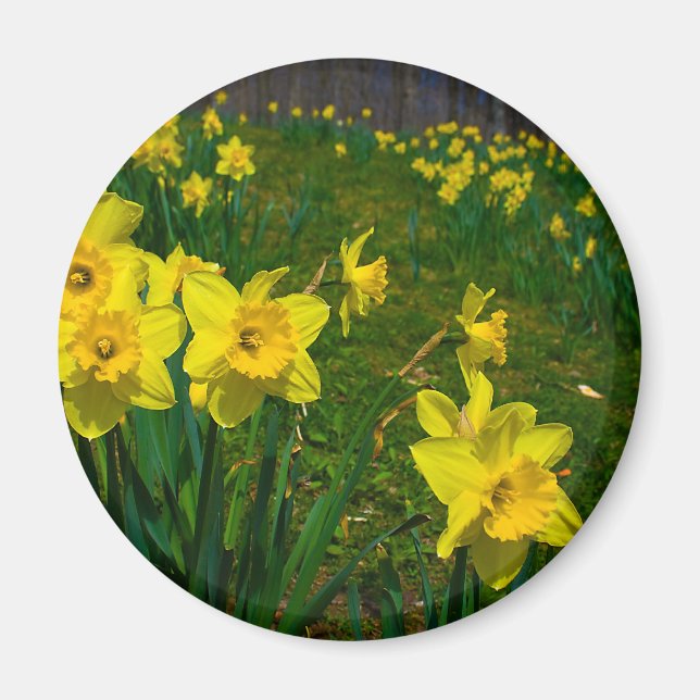 Daffodil Delight Magnet (Front)