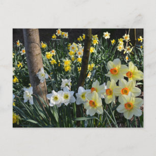 Daffodil Dell: Cheshire, England Postcard