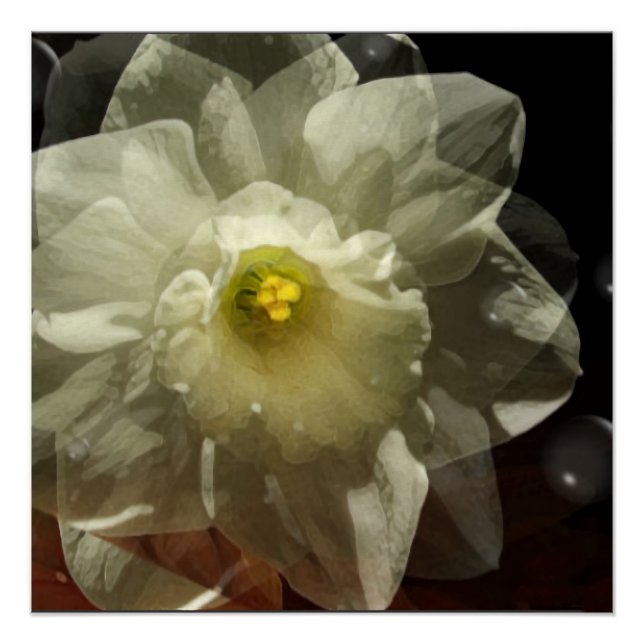 Daffodil Dreams Poster (Front)