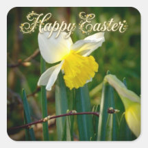 Daffodil & Easter wishes