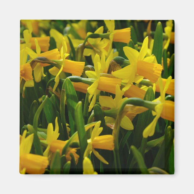 Daffodil Family Magnet (Front)