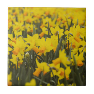 Daffodil Field Tile