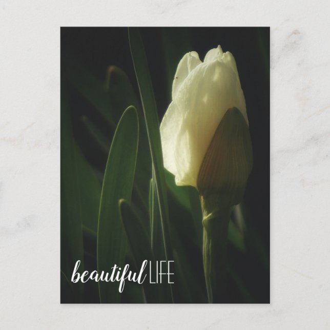 Daffodil Flower Photograph Beautiful Life Phrase Postcard (Front)