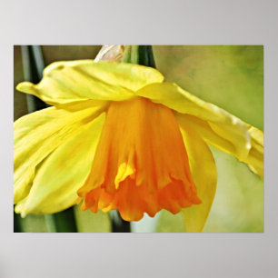 Daffodil Flower Yellow Photographic Art Print